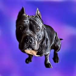 CryptoDoggies #25 [Rare] [Gen-0]