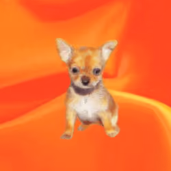 CryptoDoggies #14 [Gen-0] [Mutation]