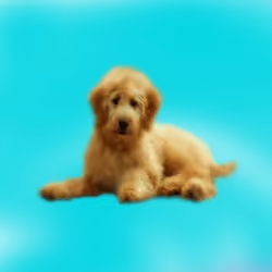 CryptoDoggies #86 [Mut] [Gen-0]