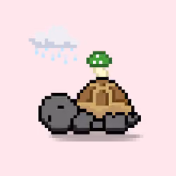 Turtle Moons #3205