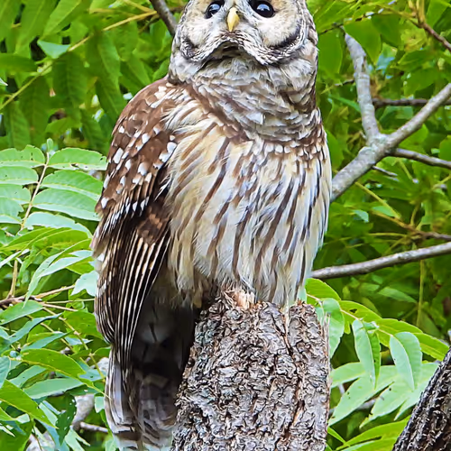 Flocksourced #015 - Barred Owl