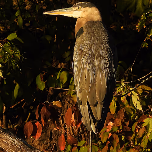 Flocksourced #003 - Great Blue Heron