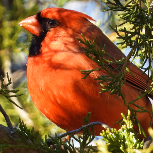 Flocksourced #010 - Northern Cardinal