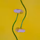 Flower Studies