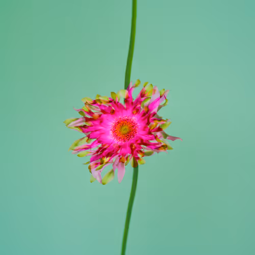 Flower Studies 1