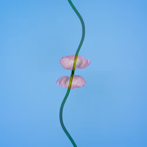 Flower Studies 1
