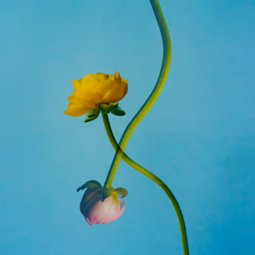 Flower Studies 1