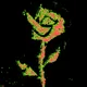 Rot, Then Bloom