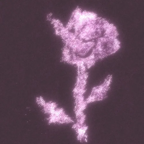 Rot, then Bloom #40