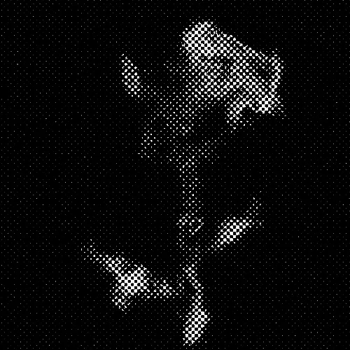 Rot Then Bloom