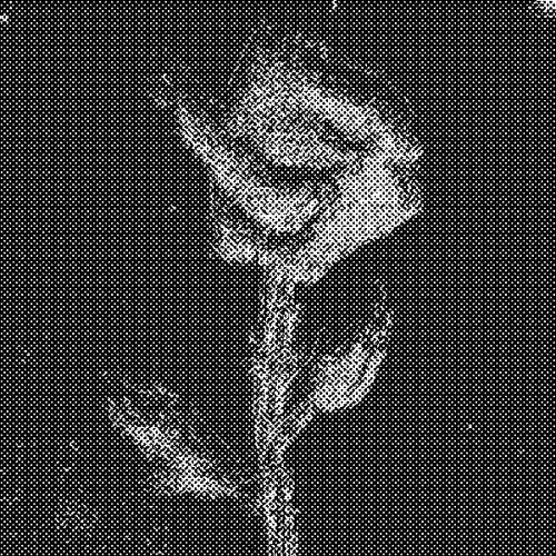 Rot Then Bloom