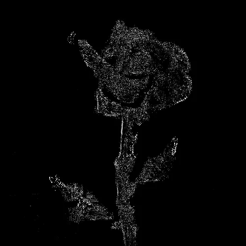 Rot Then Bloom
