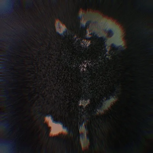 Rot Then Bloom