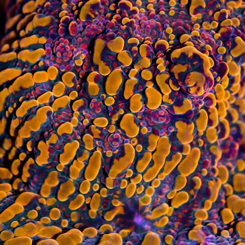 Coral Ark