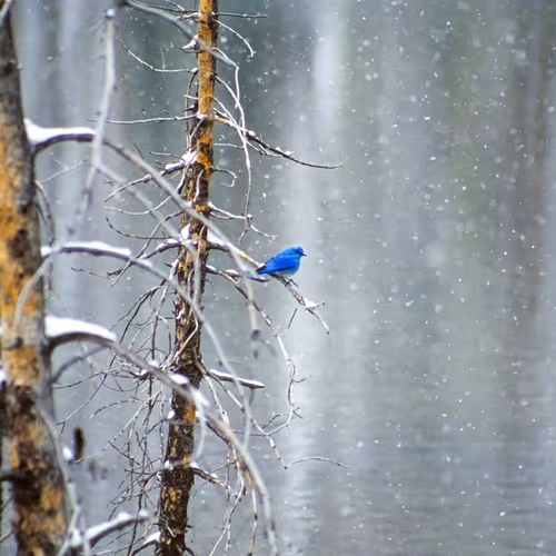 Million Dollar Bluebird By Pam Voth