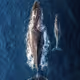 Ocean Art Shapes