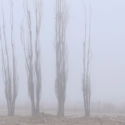 Whispers of Earth