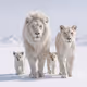 The White Kingdom