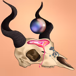 Avisa's Pearl