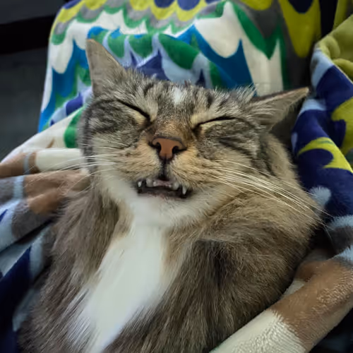 Shorty The Cat