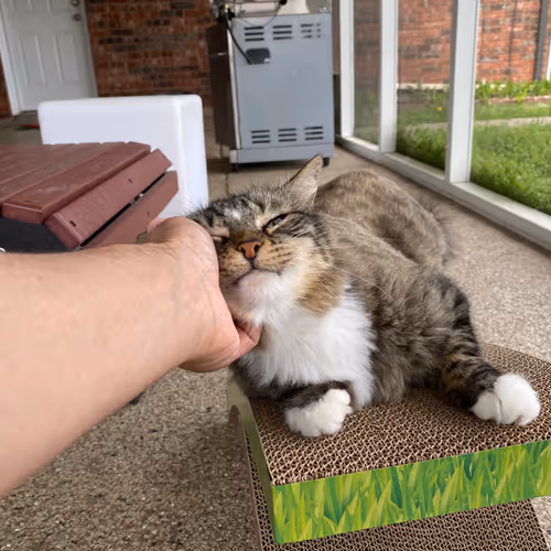 Shorty The Cat