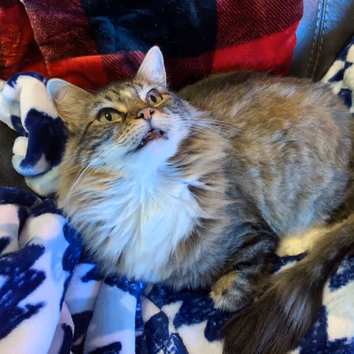 Shorty The Cat