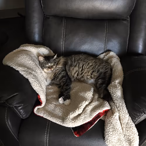 Shorty The Cat