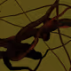243