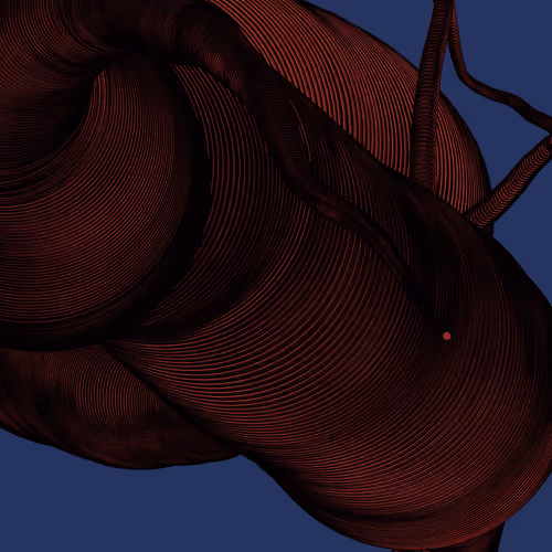 Wormhole #1167