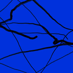 Wormhole #196