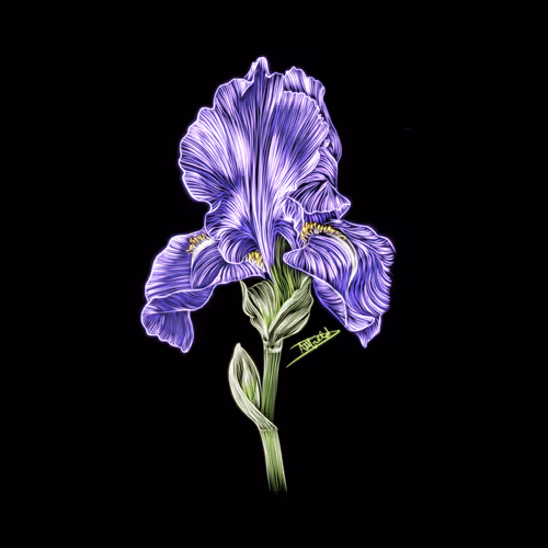 Nature Studies 1