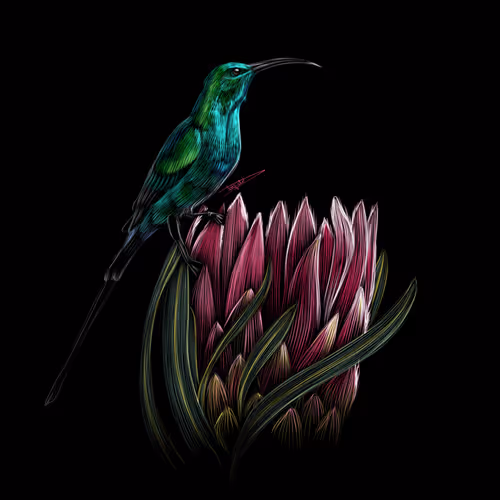 Nature Studies 1