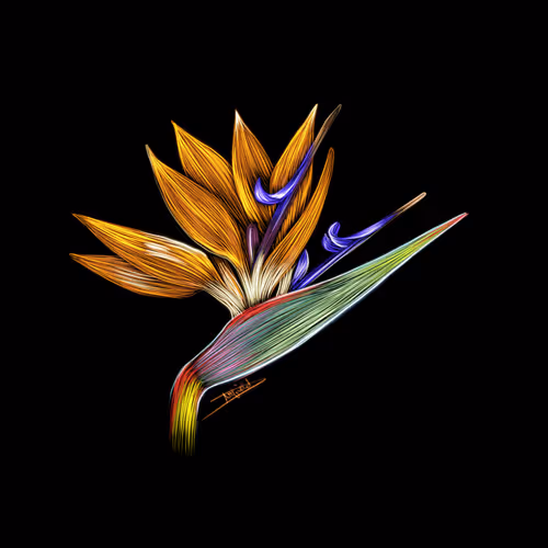 Nature Studies 1