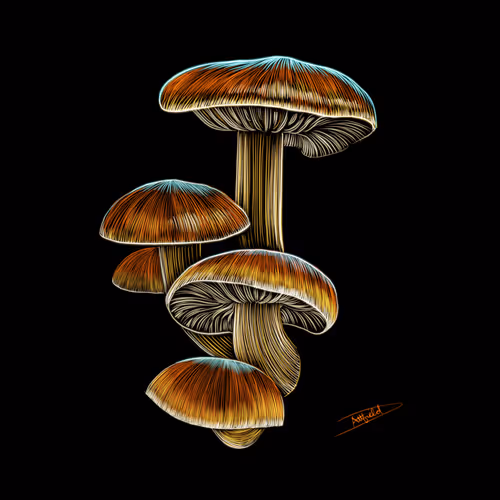 Nature Studies 1