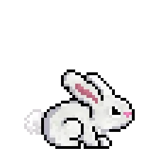 Rabbit 109