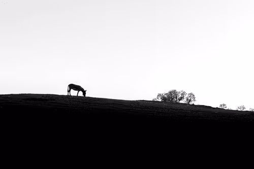 Minimal