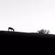 Minimal