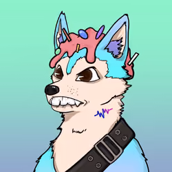 SHIB CLUB #481