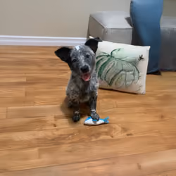 Puppy Photo
