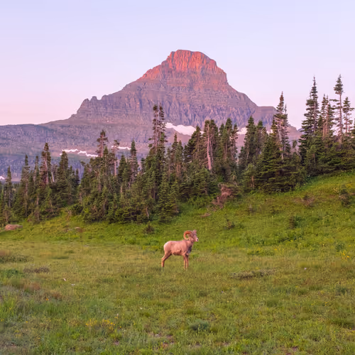 As the Mountains Wake
