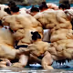 The Sumo
