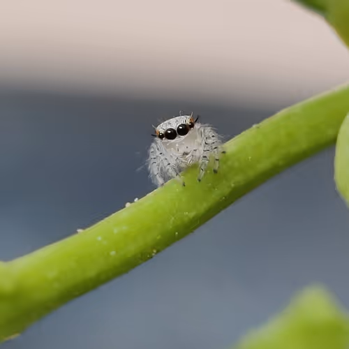 World of Spiders