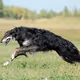 Borzoi