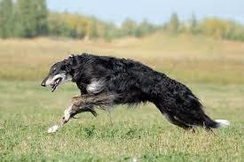 Borzoi