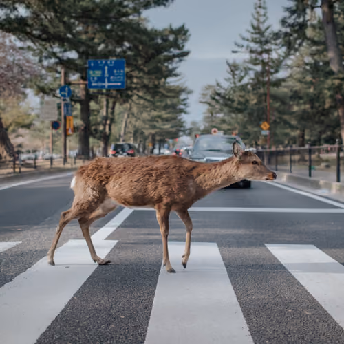 Deer Crossing