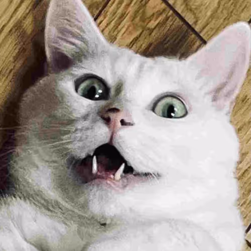 Cat Collection 59