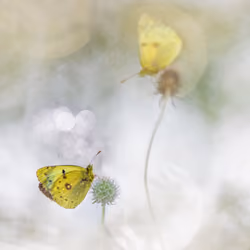 Clouded Beauties