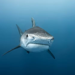 From The Deep