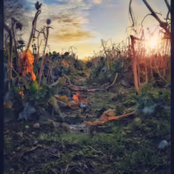 'crossing a field' (saving progress...)