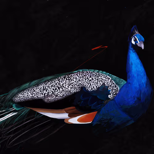 The Peacock